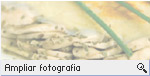 -- Ampliar Fotografia --